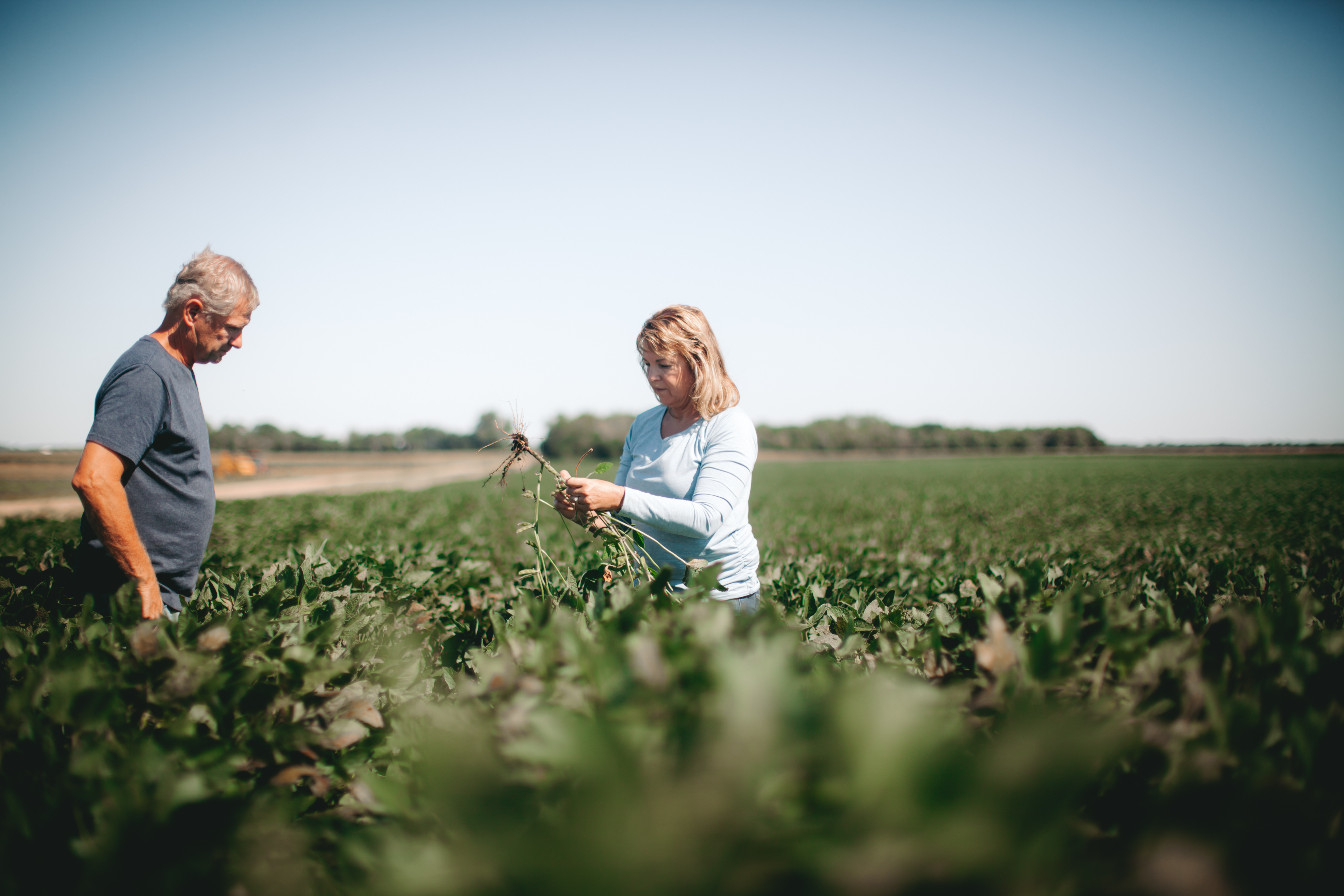 South Dakota Soybean March 20 2024 Deadline For Soybean Farmers   SOY 127 Of 160 